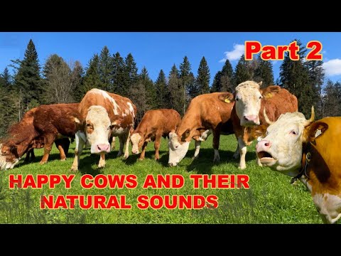 COW MOO! Happy cows on a farm with their natural sounds: mooing, bellowing, snorting + grunting