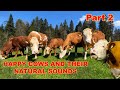 COW MOO Happy Cows On A Farm With Their Natural Sounds Mooing Bellowing Snorting Grunting