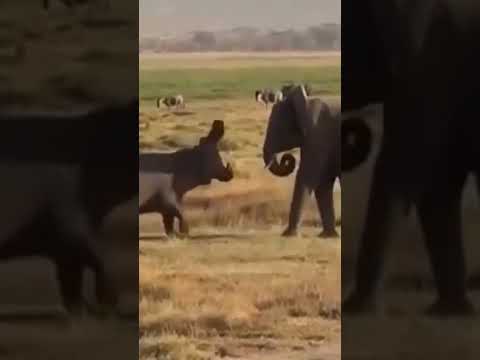 Elephant Vs Hippo who Wins? #shorts #africa #elephant