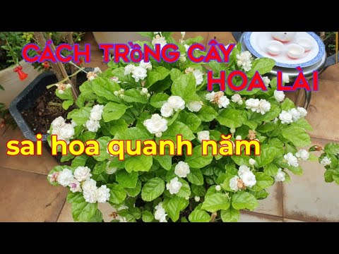 Cách trồng và chăm sóc cây hoa lài ( Nhài) trong chậu, cho hoa quanh năm.