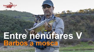 Entre nenúfares V - Barbos a mosca en el Guadiana
