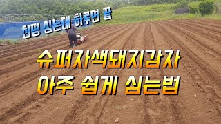 슈퍼자색돼지감자 아주 쉽게 심는법