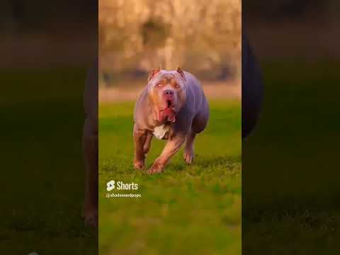 Pitbull XXL Pitbull Dog Running Videos #pitbull #dog #running #shorts
