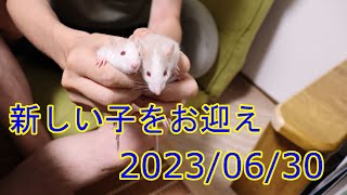 新しい子をお迎え 20230630