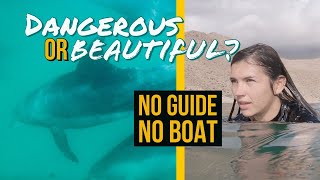 I SWAM WITH WILD DOLPHINS IN OMAN (EPIC!) 😮🐬🇴🇲
