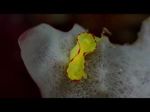25 Nudibranch G - scuba diving video