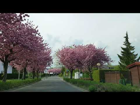 22.4.2018 Die Albert-Einstein-Straße in Baunatal-Altenbauna, gibt auch dieses Jahr alles! 😍