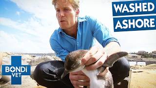 5 Most Incredible Marine Life Rescues | Bondi Vet