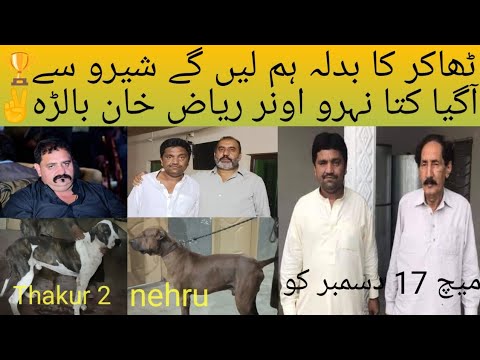Pakistani Mastiff Bully Dog Name Nehru Owner Riaz Khan Balraa Raja Saqib Off Rajarh Pak Ithad Group