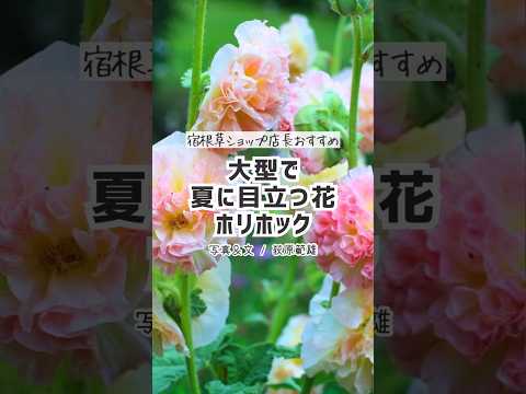 青い花、多年生、グランド カバー、ビオラ、春の開花、飾り、皿