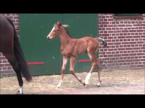SF / Filly Lissaro - SPS Florecnio - SPS Prince Thatch xx 2017