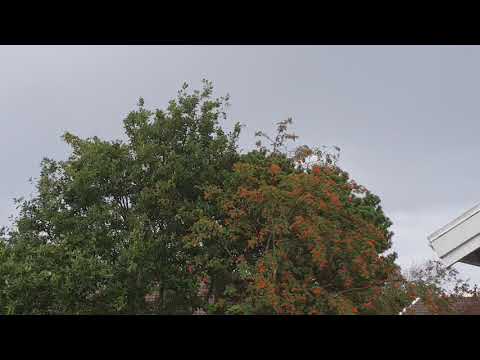 Regnet bara öser ute på baksidan