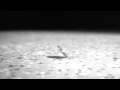 Devendra Banhart - How's About Tellin' A Story