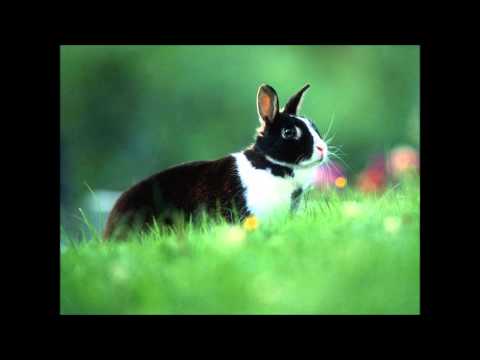 Crema di decolorazione di faccia professionale Genere di posti pigmentary di una fotografia
