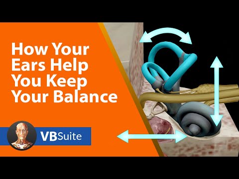 How Your Ears Help You Keep Your Balance