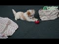 Cavachon dogs for sale: Logan - Video 1