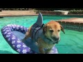 Barney In His Shark Vest