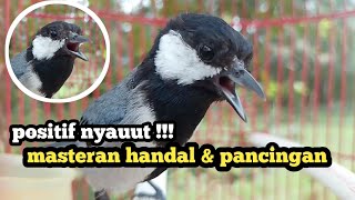 Download lagu suara pancingan Gelatik Batu Gacor untuk gelatik bahan agar ikutan bunyi dan rajin bunyi !!! mp3 Download lagu suara pancingan Gelatik Batu Gacor untuk gelatik bahan agar ikutan bunyi dan rajin bunyi !!! mp3