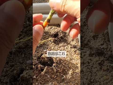 ニンジンの収穫: これが仕組みです 植物