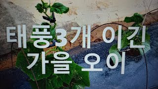 {텃밭농부 #070}태풍3개 이긴 가을오이.오이재배