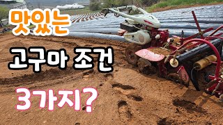 맛있는 고구마 만들기 이것 3가지?  알아야
