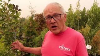 Garden Tip Tuesday! Fire Wise Plants