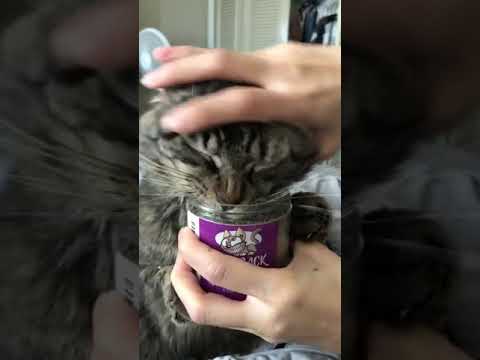 Cat Feasts On Catnip As Owner Tries To Stop Them - 1169329