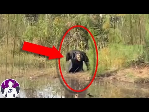 5 Criaturas Más Extrañas Captadas En Cámara Parte 3