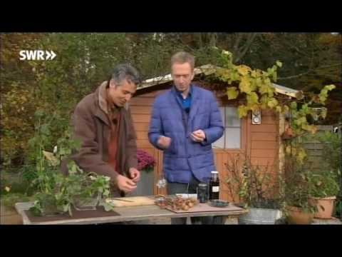 Dr. Markus Strauß on SWR television on November 4, 2015: Medlar, Blackthorn, Wintergreen