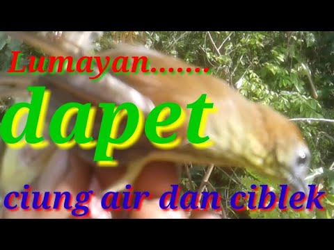 download lagu mp3 mp4 Mp3 Ciung Air Jawa, download lagu Mp3 Ciung Air Jawa gratis, unduh video klip Mp3 Ciung Air Jawa