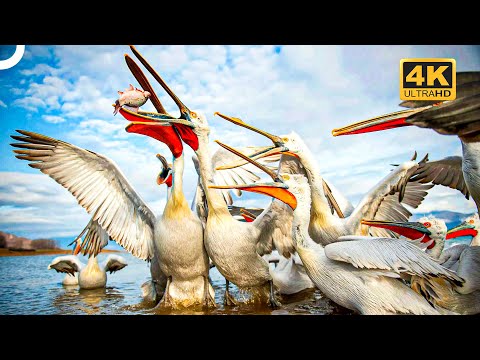 The Fish Master of the Blue Waters: Pelican | 4K Animal Documentary