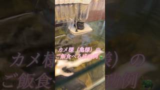 カメ様（亀様）の可愛いご飯食べpart1 #亀 #癒し #動物 #可愛い