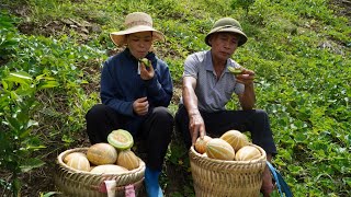 Download lagu After much hard work, the father and child finally got to enjoy the first melons. mp3 Download lagu After much hard work, the father and child finally got to enjoy the first melons. mp3
