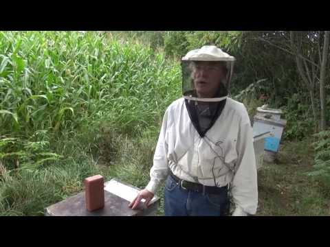 Michael Palmer - Importance of Getting Stung