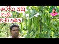 Winged Cultivation දඹල වගාව ගෙවතු වගාව කාබනික වගා�