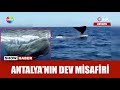 Side Açıklarında 15 Metrelik Balina