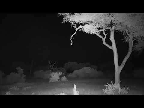 Djuma: Baboons in their sleeping tree for the night - 00:10 - 04/05/19