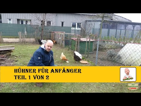Hühner für Anfänger Teil 1 von 2