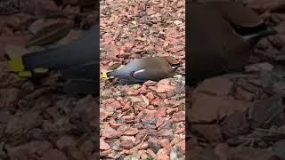 Waxwing bird