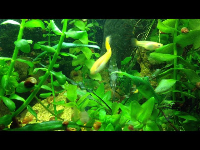 110 Litre Community Guppy, Mixed Corydoras and Cherry shrimp tank