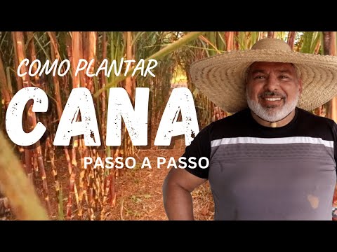 How to plant sugarcane step by step.