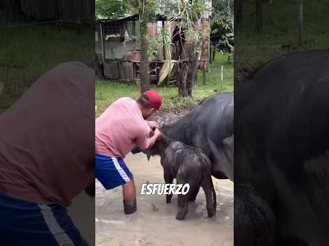 Cuando la cámara captó lo que nadie esperaba del reino animal #wildlife #animales #shorts