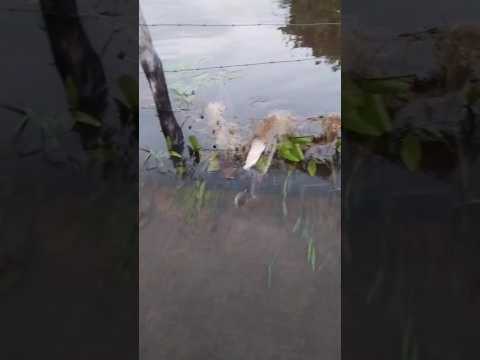 Peixe passando no arame! Rio Ererê para o açude Trussu!