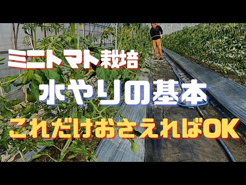, title : '【はじめてのミニトマト栽培】水やりの基礎知識【家庭菜園】'