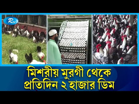 কলেজ শিক্ষকের মিশরীয় মুরগীর খামার, প্রতিদিন মিলছে ২ হাজার ডিম | Farm | Rtv News