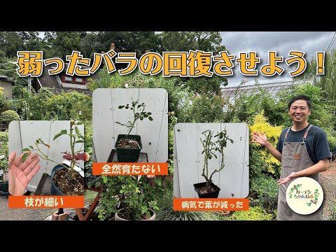 フロリバンダ「マキシ ヴィータ」 植物