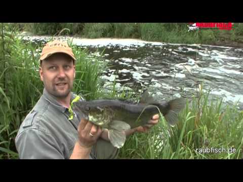 Matze Koch: Pike-perch galore!