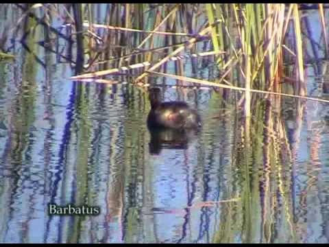 Zampullín común ( Tachybaptus ruficollis
