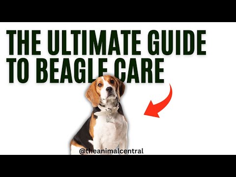 The Ultimate Guide to Beagle Care