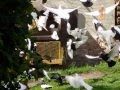 My Pigeon RAKOVNIK ROLLER Czech Republic